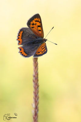 Kleiner Feuerfalter (Lycaena phlaeas)