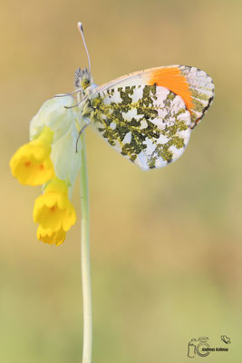 Aurorafalter (Anthocharis cardamines)