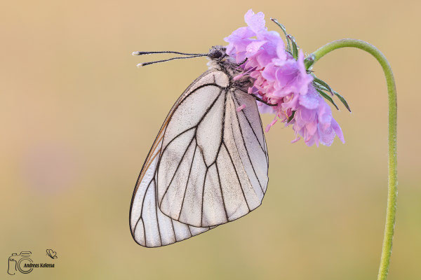 Baumweißling (Aporia crataegi) 