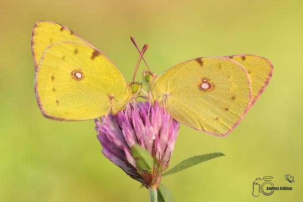 Postillion (Colias croceus)