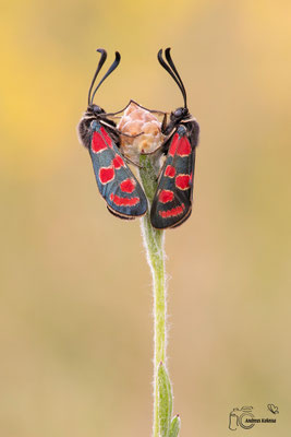Esparsetten-Widderchen (Zygaena carniolica)