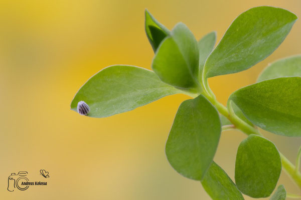 Mittlerer Perlmuttfalter (Fabriciana niobe)