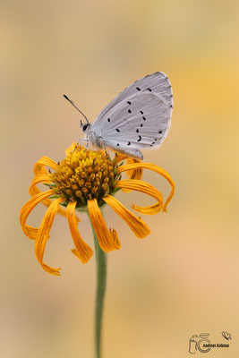 Faulbaum-Bläuling (Celastrina argiolus) 