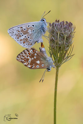 Silbergrüner-Bläuling (Polyommatus coridon)