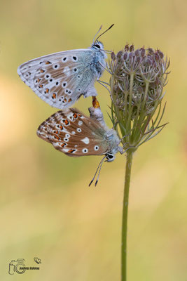 Silbergrüner-Bläuling (Polyommatus coridon)