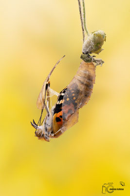 Distelfalter (Vanessa cardui)