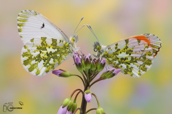 Aurorafalter (Anthocharis cardamines)