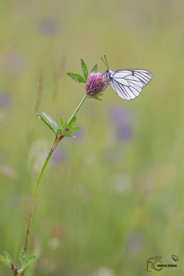 Baumweißling (Aporia crataegi)
