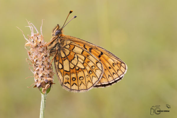 Randring Perlmuttfalter (Boloria eunomia)