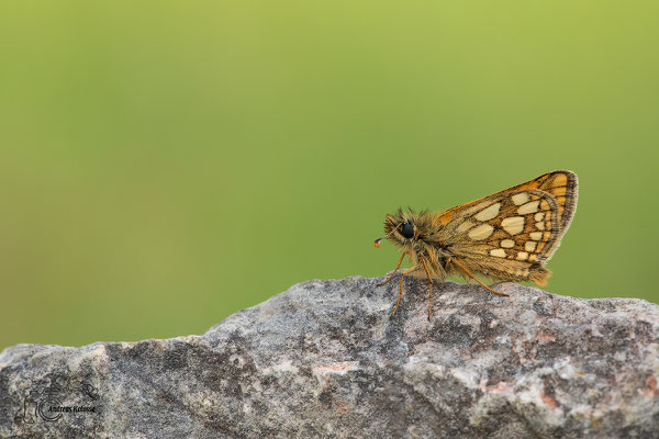 Gelbwürfeliger Dickkopffalter (Carterocephalus palaemon)