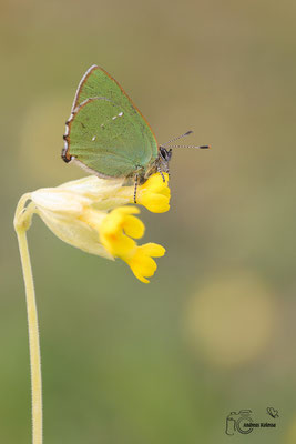 Grüner Zipfelfalter (Callophrys rubi)