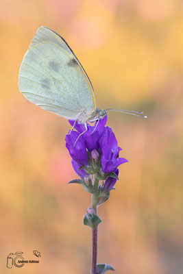 Großer Kohlweißling (Pieris brassicae)