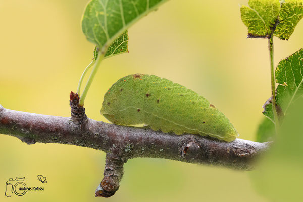 Segelfalter (Iphiclides podalirius)