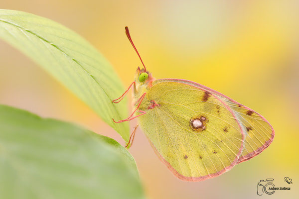 Hufeisenklee-Gelbling (Colias alfacariensis)