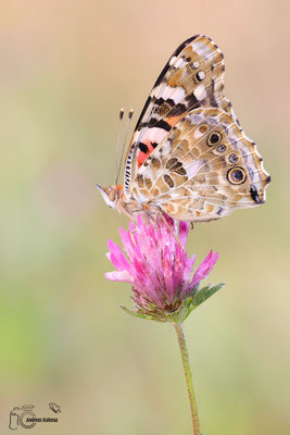Distelfalter (Vanessa cardui)