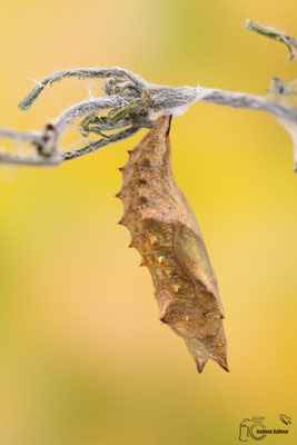 Kleiner Fuchs (Aglais urticae)