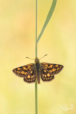 Gelbwürfeliger Dickkopffalter (Carterocephalus palaemon)
