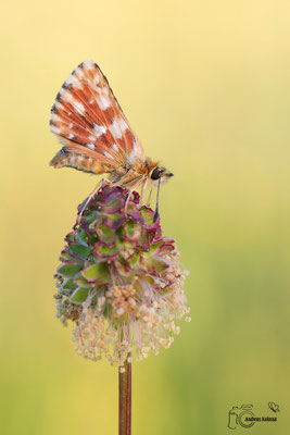 Roter Würfel Dickkopffalter (Spialia sertorius)