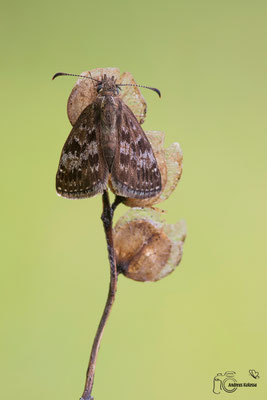 Kronwicken Dickkopffalter (Erynnis tages)