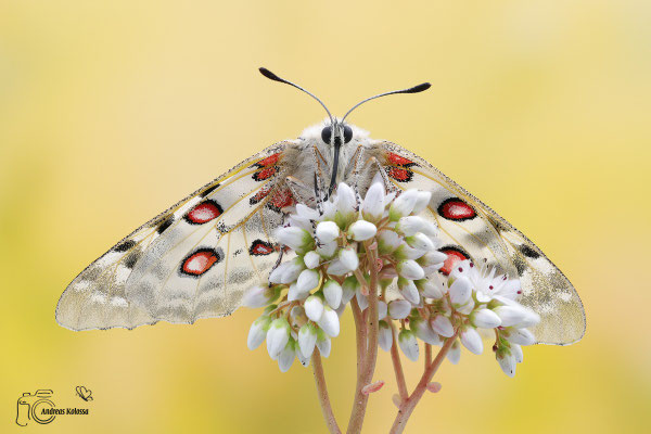 Parnassius apollo vinningensis (Moselapollo)