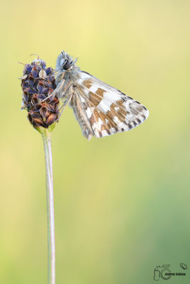 Mehrbrütiger Dickkopffalter (Pyrgus armoricanus)