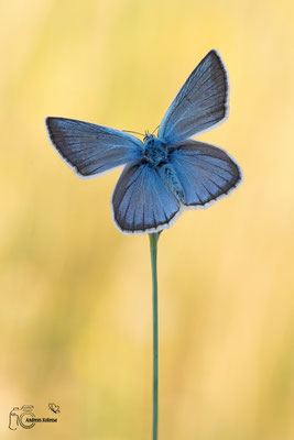 Streifen-Bläuling (Polyommatus damon)