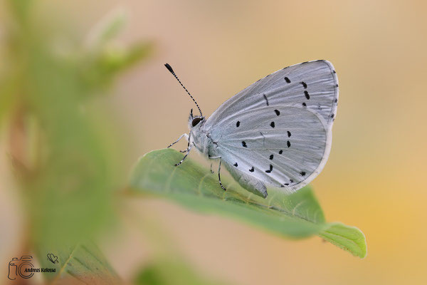 Faulbaum-Bläuling (Celastrina argiolus) 