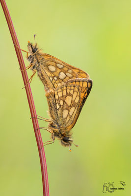 Gelbwürfeliger Dickkopffalter (Carterocephalus palaemon)