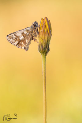 Mehrbrütiger Würfel Dickkopffalter (Pyrgus armoricanus)