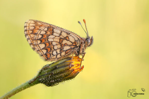 Ehrenpreis Scheckenfalter (Melitaea aurelia)