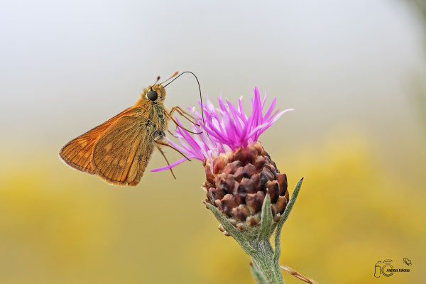 Rostfarbiger Dickkopffalter (Ochlodes sylvanus)