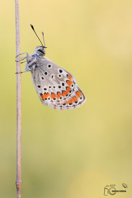 Kleiner Sonnenröschen-Bläuling (Aricia agestis)