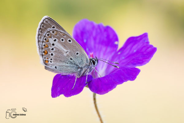 Storchschnabel-Bläuling (Eumedonia eumedon)