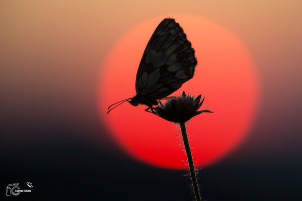 Schachbrettfalter im Sonnenaufgang