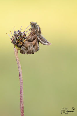 Malven Dickkopffalter (Carcharodus alceae)
