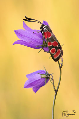 Esparsetten-Widderchen (Zygaena carniolica)