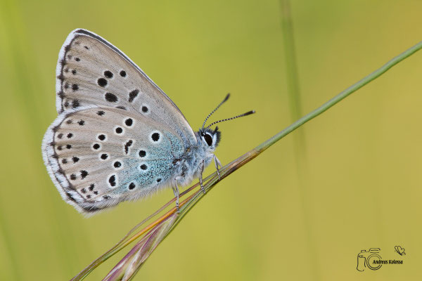 Quendel Ameisenbläuling (Phengaris arion)