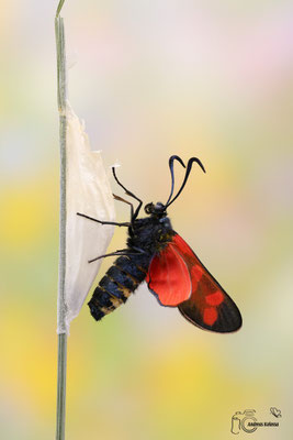 Sechsfleck-Widderchen (Zygaena filipendulae)