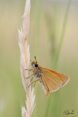 Schwarzkolbiger Braun-Dickkopffalter (Thymelicus lineola)