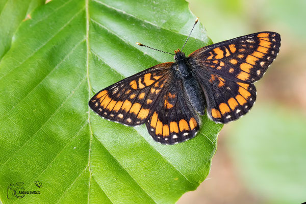 Eschen Scheckenfalter (Euphydryas maturna)