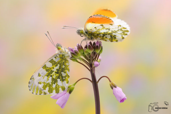 Aurorafalter (Anthocharis cardamines)