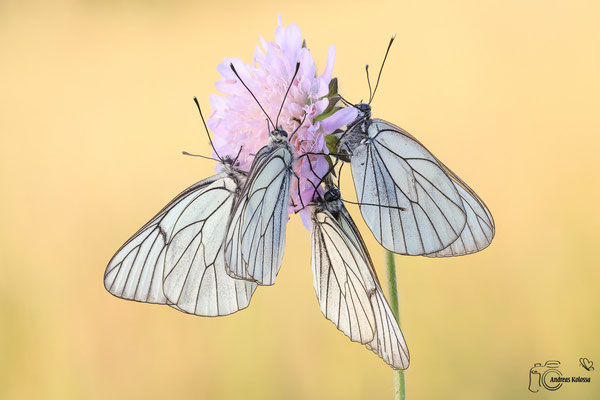 Baumweißling (Aporia crataegi)