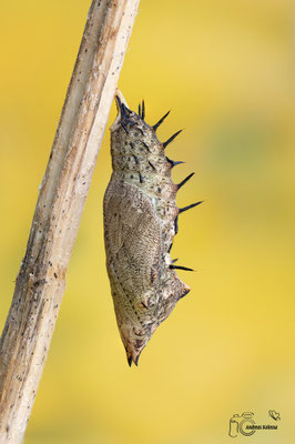 Tagpfauenauge (Aglais io)