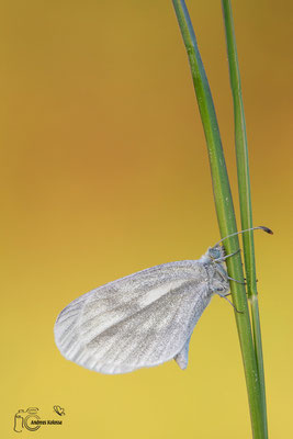 Senfweißling (Leptidea sinapis)