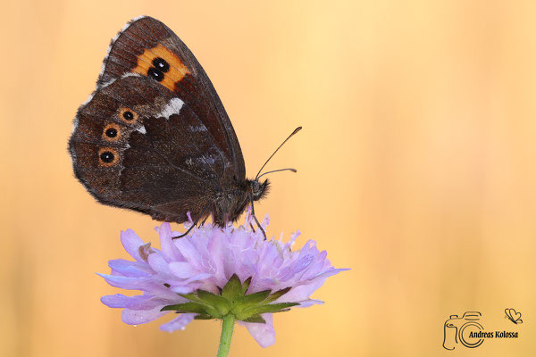 Weißbindiger Mohrenfalter (Erebia ligea)