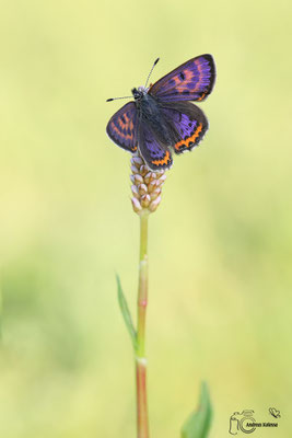 Blauschillernder Feuerfalter  (Lycaena helle)