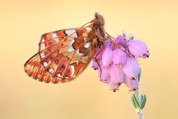  Hochmoor-Perlmuttfalter (Boloria aquilonaris)