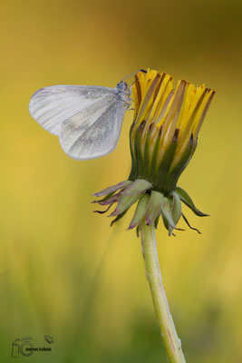 Senfweißling (Leptidea sinapis)