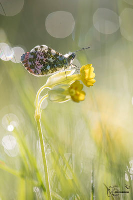 Aurorafalter (Anthocharis cardamines)
