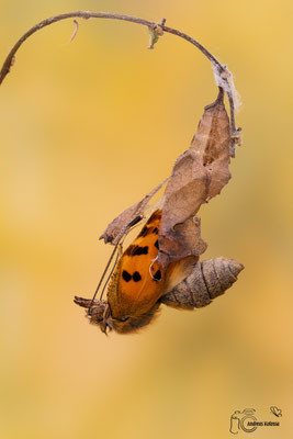 C-Falter (Polygonia c-album)